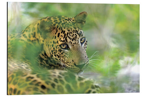 Aluminium print Jaguar in the bushes