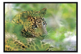 Gerahmter Kunstdruck Jaguar im Dickicht