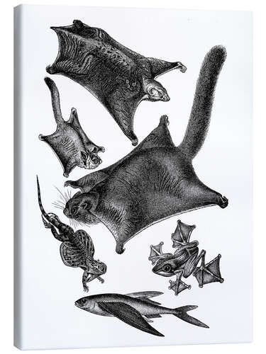 Canvas-taulu Flying squirrels and other flying animals