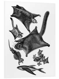 Foam board print Flying squirrels and other flying animals