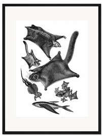 Gerahmter Kunstdruck Gleithörnchen und andere Flieger