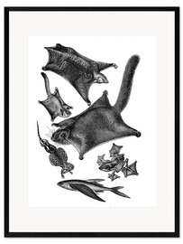 Ingelijste kunstdruk Flying squirrels and other flying animals