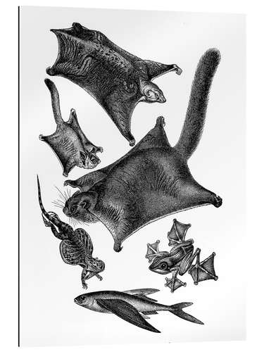 Galleritryk Flying squirrels and other flying animals