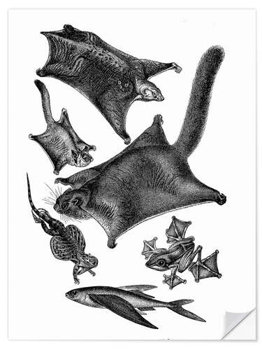 Selvklebende plakat Flying squirrels and other flying animals