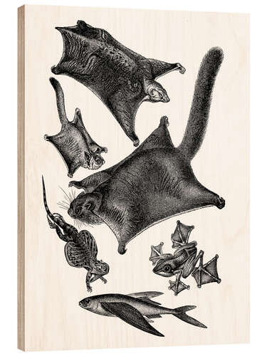 Wood print Flying squirrels and other flying animals