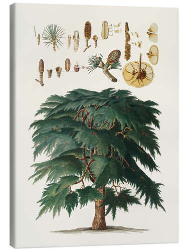 Tableau sur toile Pin vintage