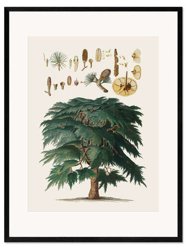 Framed art print Vintage pine