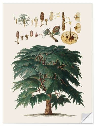 Självhäftande poster Vintage pine