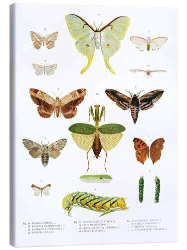 Canvas-taulu Color splendor of insects II