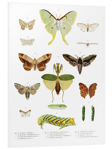 Foam board print Color splendor of insects II