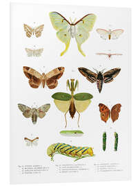 Foam board print Color splendor of insects II