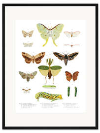 Gerahmter Kunstdruck Farbenpracht der Insekten II