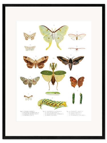 Stampa artistica con cornice Splendore di colore degli insetti II