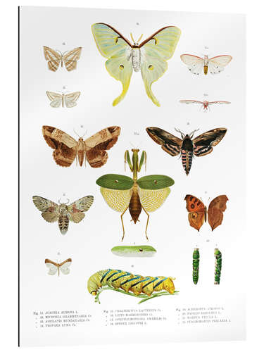 Gallery print Color splendor of insects II