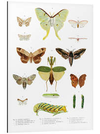 Magnettafel Farbenpracht der Insekten II