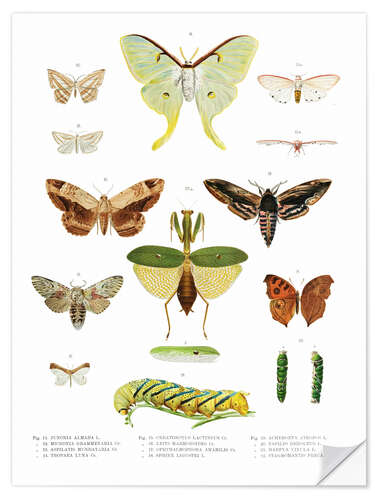 Selvklebende plakat Color splendor of insects II