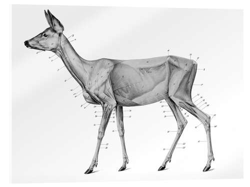 Acrylic print Anatomy of the roe deer