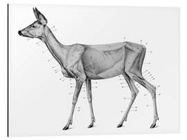 Aluminium print Anatomy of the roe deer