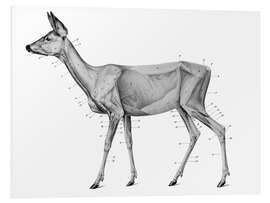 Foam board print Anatomy of the roe deer