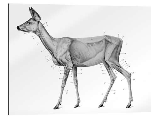 Gallery print Anatomy of the roe deer