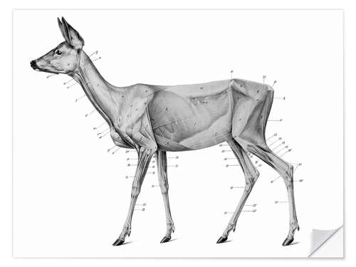 Naklejka na ścianę Anatomy of the roe deer