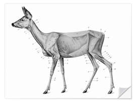 Muursticker Anatomy of the roe deer