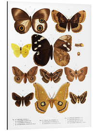 Magnettafel Farbenpracht der Insekten V