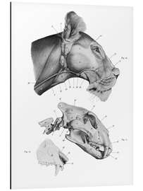 Tableau en aluminium Anatomie de la lionne III