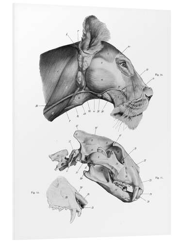 Foam board print Anatomy of the Lion III