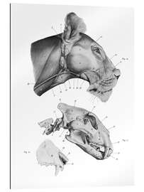 Gallery print Anatomy of the Lion III