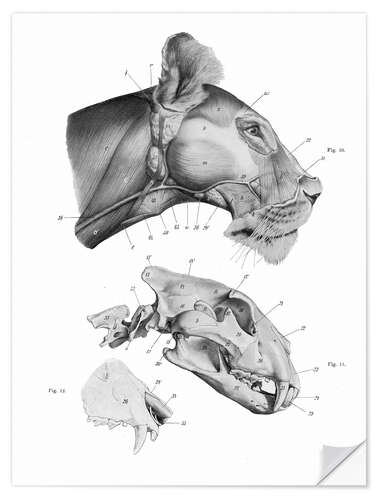 Wandsticker Anatomie des Löwen III