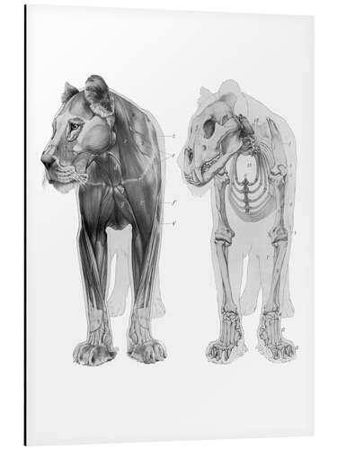 Tableau en aluminium Anatomie de la lionne II