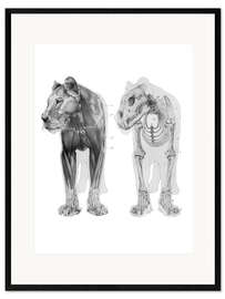 Framed art print Anatomy of the Lioness II