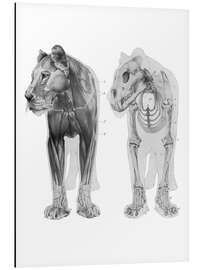 Magnettafel Anatomie des Löwen II