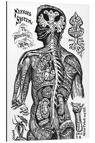 Alumiinitaulu Nervous system