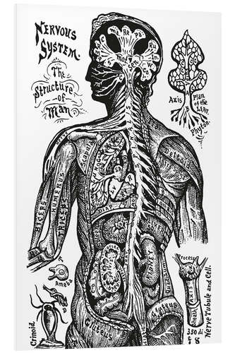 Foam board print Nervous system