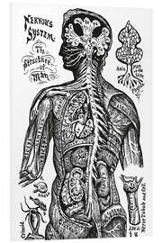 Foam board print Nervous system