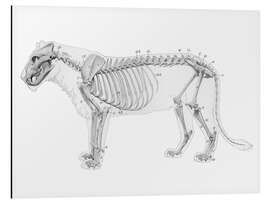 Tableau en aluminium Anatomie du lion I