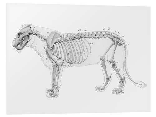 Hartschaumbild Anatomie des Löwen I