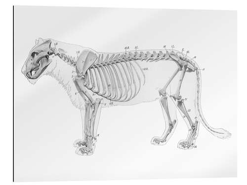 Gallery print Anatomy of the lion I