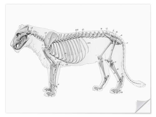 Adesivo murale Anatomia del leone I