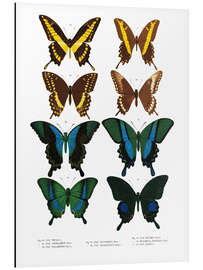 Magnettafel Farbenpracht der Insekten VI