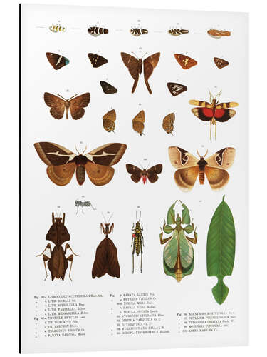 Tableau en aluminium Couleurs des insectes VII