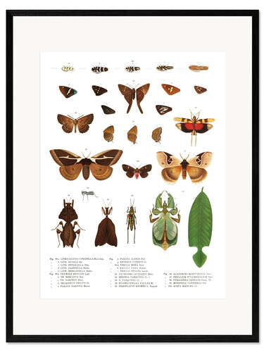 Impresión de arte enmarcada Colores de los insectos VII