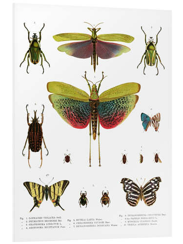 PVC-tavla Color splendor of insects I