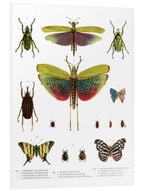 Foam board print Color splendor of insects I