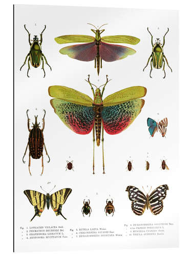 Gallery print Color splendor of insects I