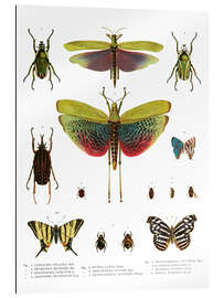 Gallery print Color splendor of insects I