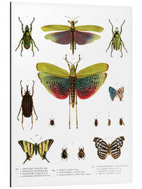Magnettafel Farbenpracht der Insekten I