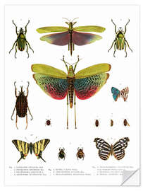 Sticker mural Couleurs des insectes I